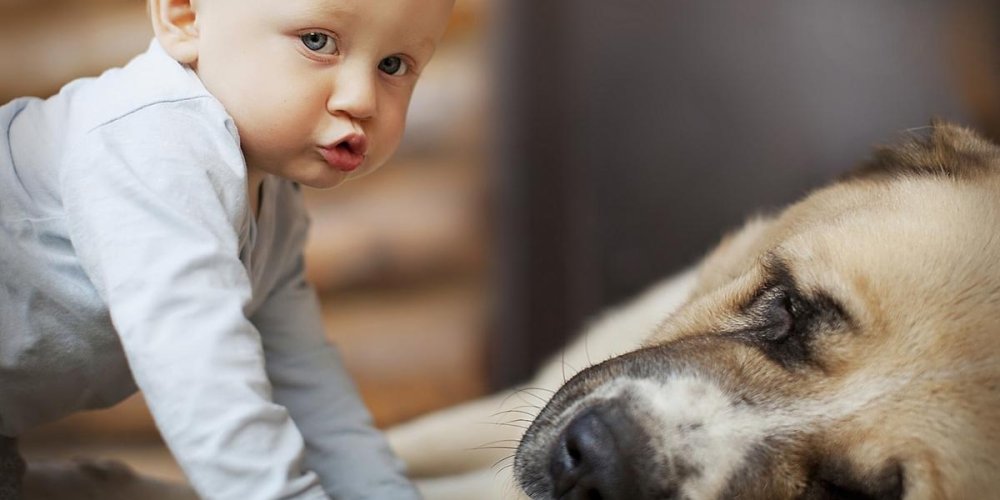 Нужно ли ребенку общение с собакой